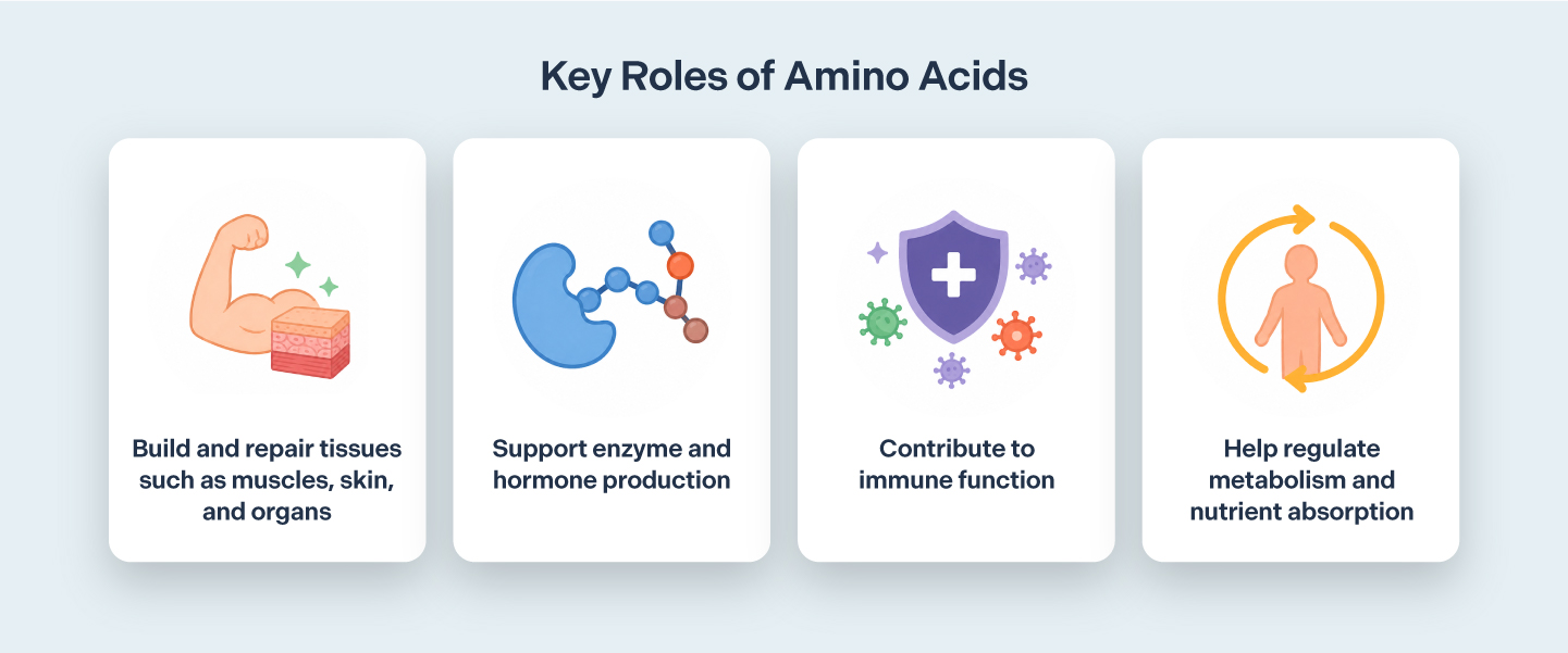 Benefits of Amino Acids